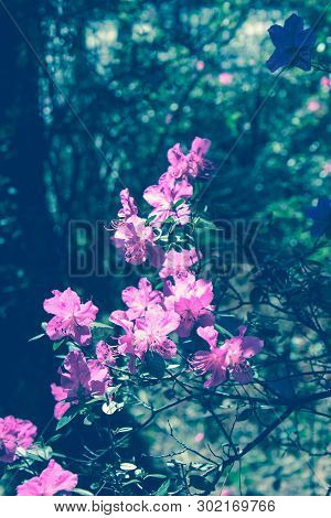 Spring Blossom Background In Beautiful Blue Tones With Bokeh Lights. Blooming Tree Flowers In Pink S