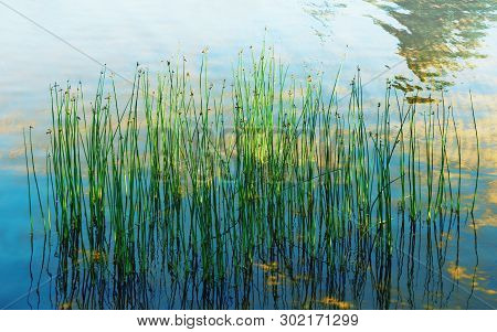 Aquatic Plants Reflecting In The Clear Water Under The Sunlight. Natural Summer Background - Stems O