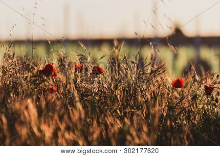 Close-up Of A Field Of Poppies In A Golden Spring Sunset. Typical Spring Image In The Field. Springt