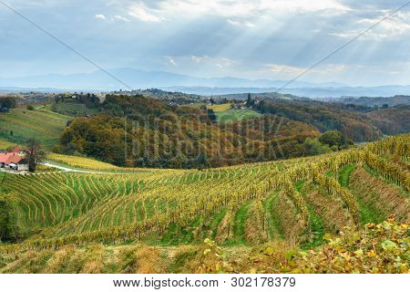Beautiful Vineyards Landscape Of Jeruzalem On Slovene Hills In Ljutomer. Northeastern Slovenia