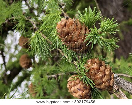 The Shortleaf Pine (pinus Echinata) Or Die Fichtenkiefer
