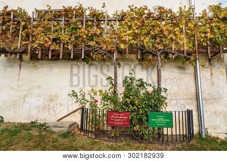 Ptuj , Slovenia - October 27, 2018: Ptuj Castle Or Ptujski Grad In Slovenia