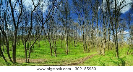 Panorama Of A Green Meadow, A Suburb Of Novomoskovsk, Ukraine