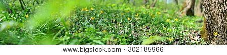 Panorama Of A Green Meadow, A Suburb Of Novomoskovsk, Ukraine