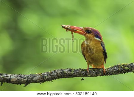 Oriental Dwarf Kingfisher With Kill, Ceyx Erithaca, Kokan, Maharashtra, India