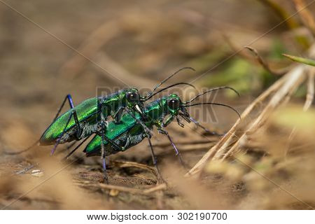 Tiger Beetle Mating, Kas Plateau, Satara, Maharashtra, India