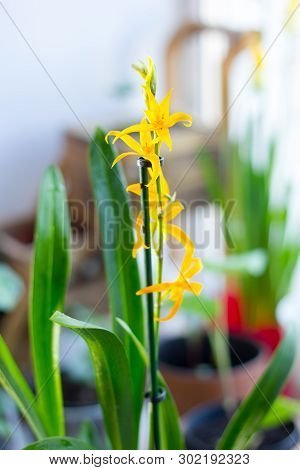 Yellow Miltonia Orchid, Beautiful And Fresh On The Window.