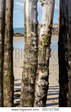 Big Breakwater, 3000 Trunks To Defend The City From The Tides, Plage De L Eventail Beach In Saint-ma