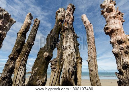 Big Breakwater, 3000 Trunks To Defend The City From The Tides, Plage De L Eventail Beach In Saint-ma