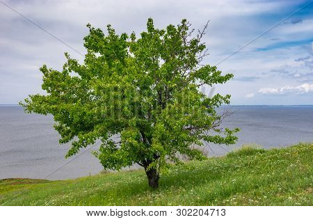 Spring Landscape With Lonely Wild Pear On A Hilly Kakhovka Reservoir Riverside Located On The Dnipro