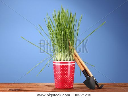 Verde grama em um vaso no fundo azul