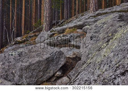Large Stone Boulders In The Forest. Spring Forest In The Urals With Huge Stones