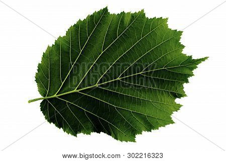 One Green Leaf Of Hazel Isolated On White Background, Bottom Side Of Leaf