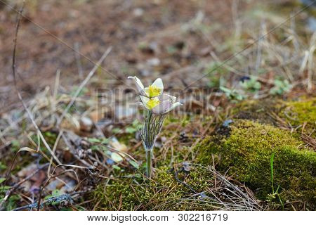 The First Spring Flowers In The Forest.