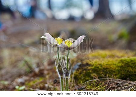 The First Spring Flowers In The Forest.