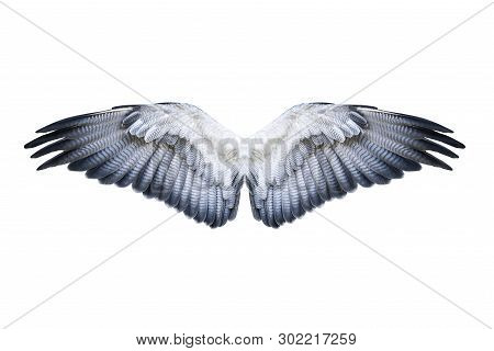 Pair Of Hawk Wings Isolated On White. Clipping Path Included.