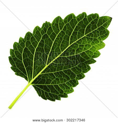 One Green Leaf Of Lemon Balm Isolated On White Background, Bottom Side Of Leaf