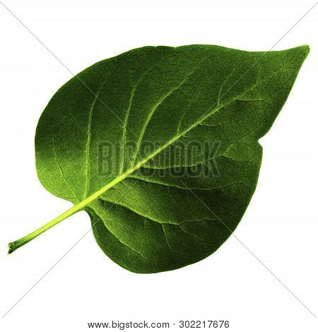 One Green Leaf Of Lilac Isolated On White Background, Bottom Side Of Leaf