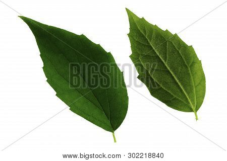 Two Green Jasmine Leaves Isolated On White Background, Top And Bottom Side Of Leaf