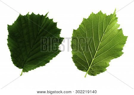 Two Green Leaves Of Hazel Isolated On White Background, Top And Bottom Side Of Leaf