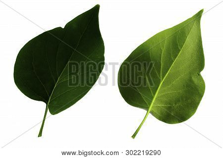 Two Green Leaves Of Lilac Isolated On White Background, Top And Bottom Side Of Leaf