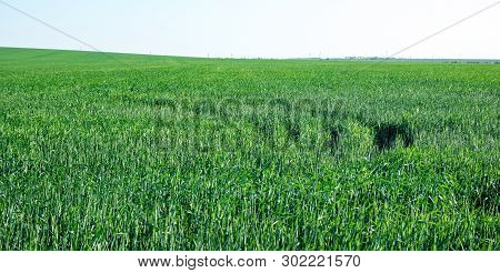 Green Field Of Young Wheat Sprouts With Wheel Tire Tracks On Grass, To The Horrizon