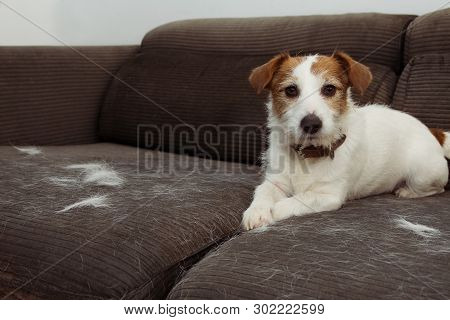 Furry Jack Russell Dog, Shedding Hair During Molt Season Playing On Gray Sofa Furniture.