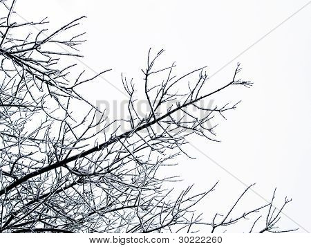 배경-얼음 나무 가지