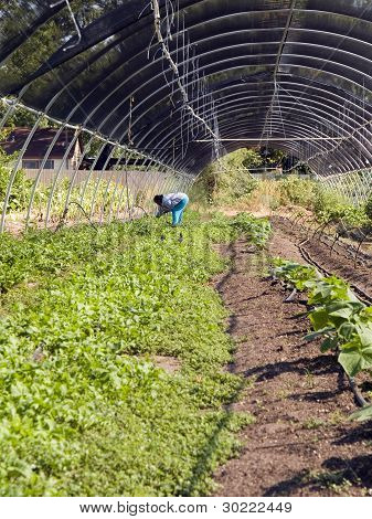 Agricoltura - tendente colture