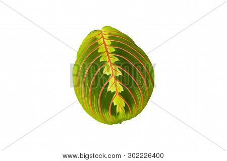 Beautiful Freshness Maranta Leuconeura Plant Or Prayer Plant With Leave Mix Colors With Green And Re