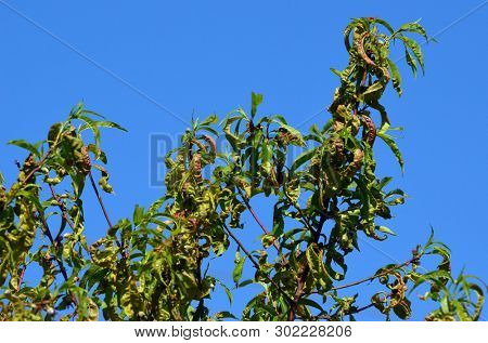 Peach leaves with leaf curl (Taphrina deformans) disease. Branch of peach with defected leaves.