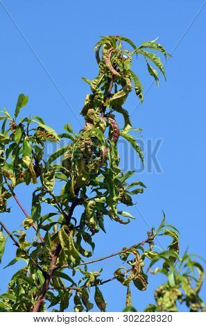 Peach leaves with leaf curl (Taphrina deformans) disease. Branch of peach with defected leaves.