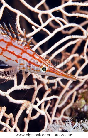 Longnose hawkfish (oxycirrhites typus), de Vörös-tengeren.