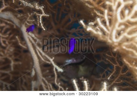 Orchidej dottyback v Rudém moři.