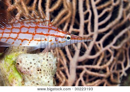 Longnose hawkfish (oxycirrhites typus), de Vörös-tengeren.