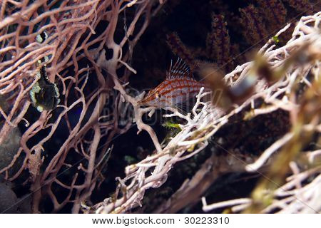 Longnose hawkfish (oxycirrhites typus) i det Røde Hav.