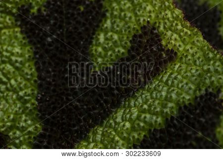 Leaf Of Begonia Rex Plant, Emerald Giant
