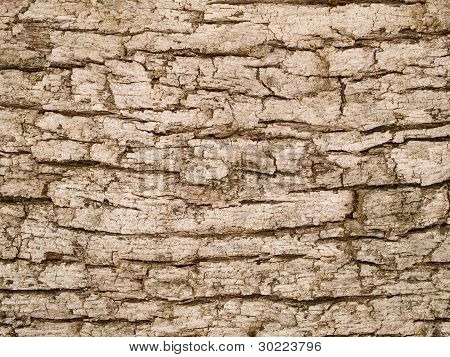 Makro tekstur - træ - træ Bark
