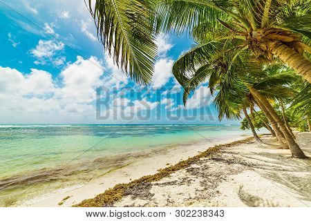 Coconut Palm Trees And Clear Water In Bois Jolan Beach In Guadeloupe, French West Indies. Lesser Ant