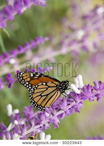 Stock Photo Of A Monarch Butterfly On A Purple Flower