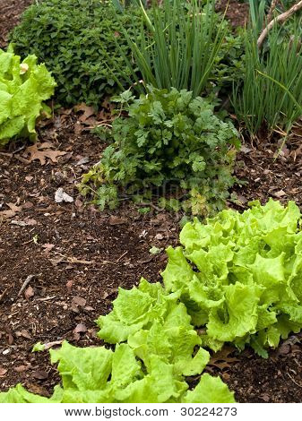 Verdure-_ organici miscelati