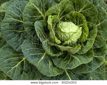 Verdure - Bruxelles _ organico germogliare