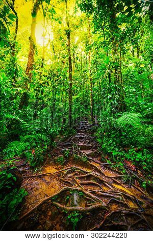Roots And Green Plants In Basse Terre Jungle In Guadeloupe, French West Indies. Lesser Antilles, Car