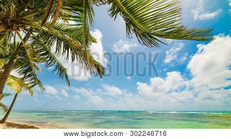 Palms By The Sea In Bois Jolan Beach In Guadeloupe, French West Indies. Lesser Antilles, Caribbean S