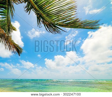 Palm Trees Over Turquoise Water In Guadeloupe, French West Indies. Lesser Antilles, Caribbean Sea