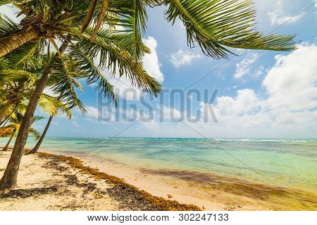 Palms By The Sea In Bois Jolan Beach In Guadeloupe, French West Indies. Lesser Antilles, Caribbean S