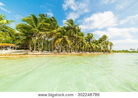 Turquoise Water And Palm Trees In Bois Jolan Beach In Guadeloupe, Caribbean Sea