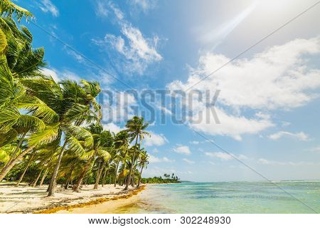 Palm Trees By The Sea In Bois Jolan Beach In Guadeloupe, French West Indies. Lesser Antilles, Caribb