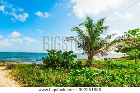 Palms In Autre Bord Shore On A Cloudy Day. Guadeloupe, Caribbean Sea