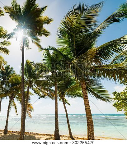 Palm Trees On The Sand In Bois Jolan Beach In Guadeloupe, French West Indies. Lesser Antilles, Carib